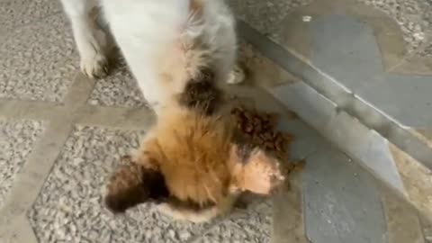 Funny Cats Videos #MJ4FUN
