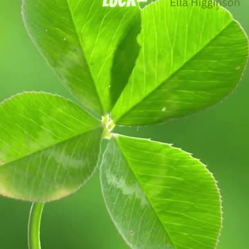 Four-Leaf Clover Superstitions
