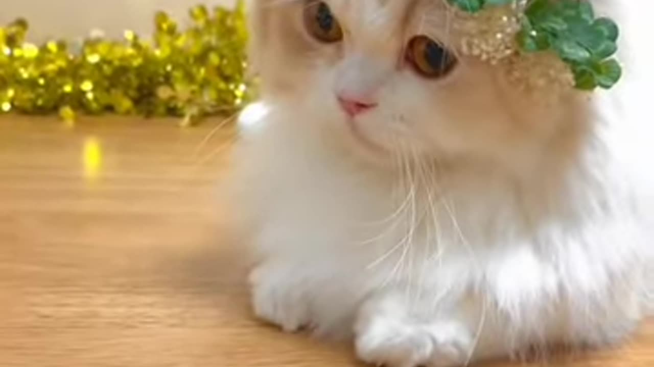 beautiful cat WhatsApp status video #status #viralvideo 🥀🥀