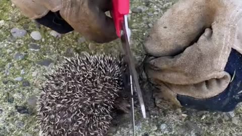Helping a Tiny Hedgehog Tangled in a Net