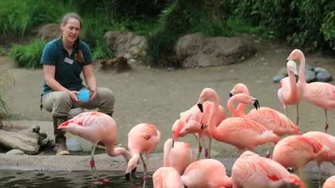 ZOO TO YOU !! CHILEAN FLAMINGOS !!!!
