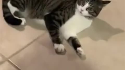 kitty on catnip very funny