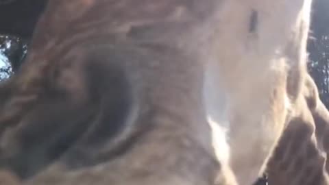 Like the sound of chewing leaves