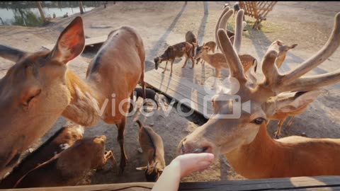 How beautiful are all these reindeer?