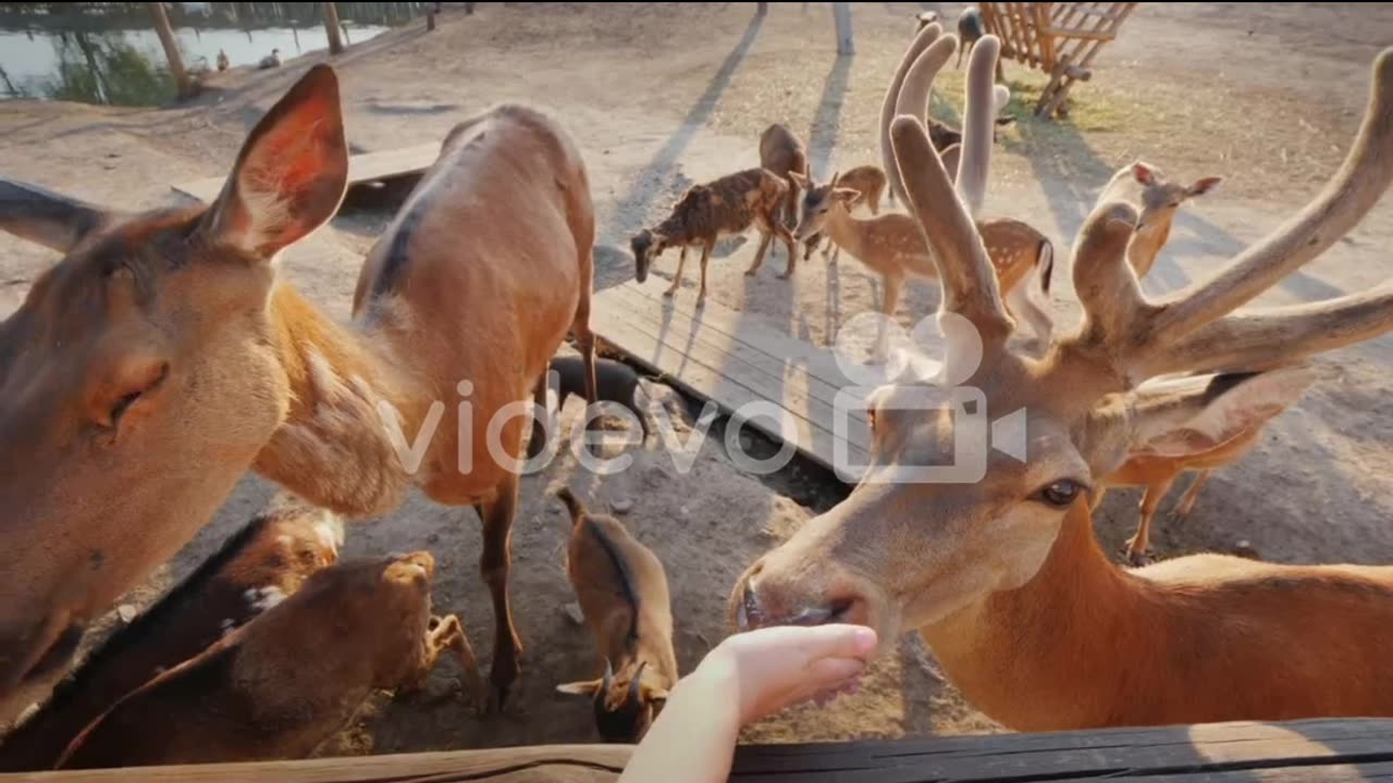 How beautiful are all these reindeer?