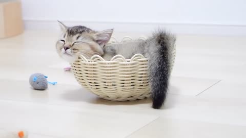 Daddy cat Coco got addicted to the kitten Kiki's trap lol
