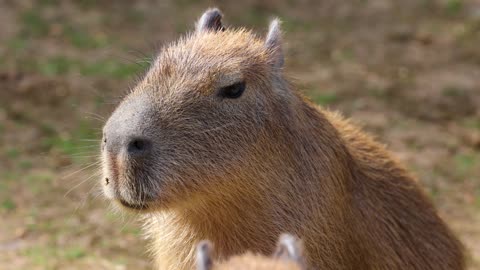 Adorable Capybara Twitching Nose in the Field