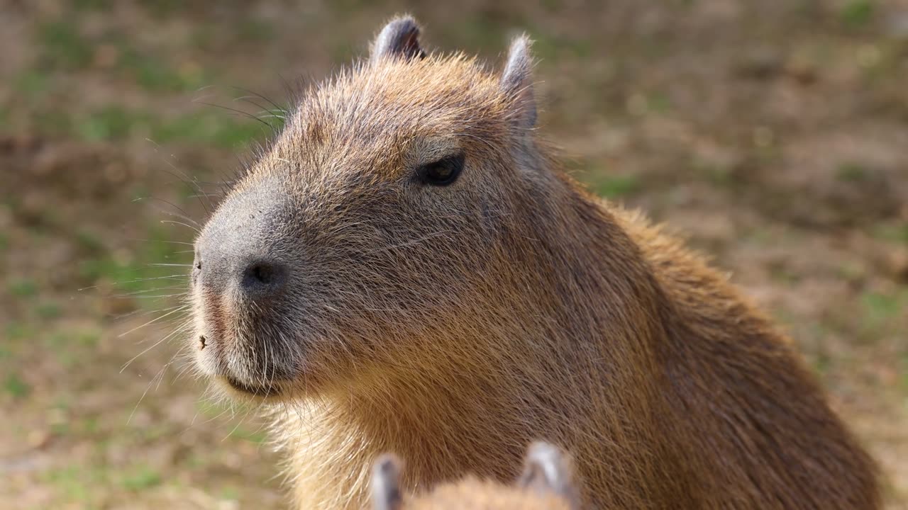 Adorable Capybara Twitching Nose in the Field