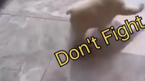Cats fighting 😡