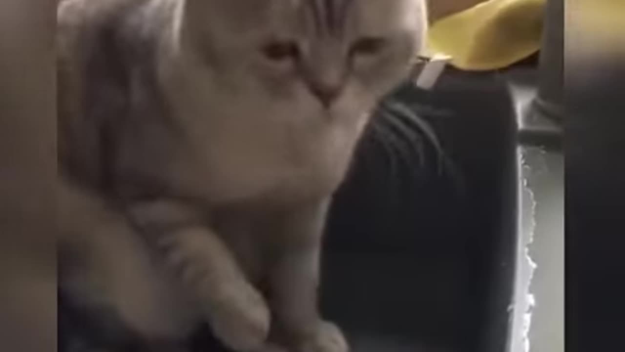 Funny cats and dogs videos funniest animal videos Part 3