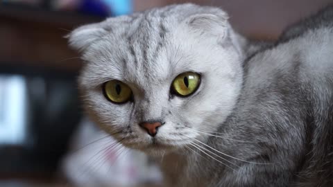 Adorable Light Gray Kitten Posing Delightfully for the Camera