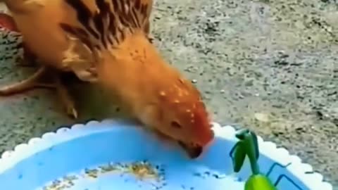 Hen