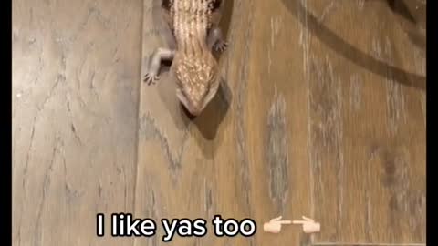 What kind of animal is this?