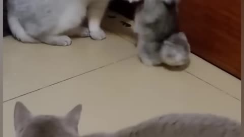 Cats is funny