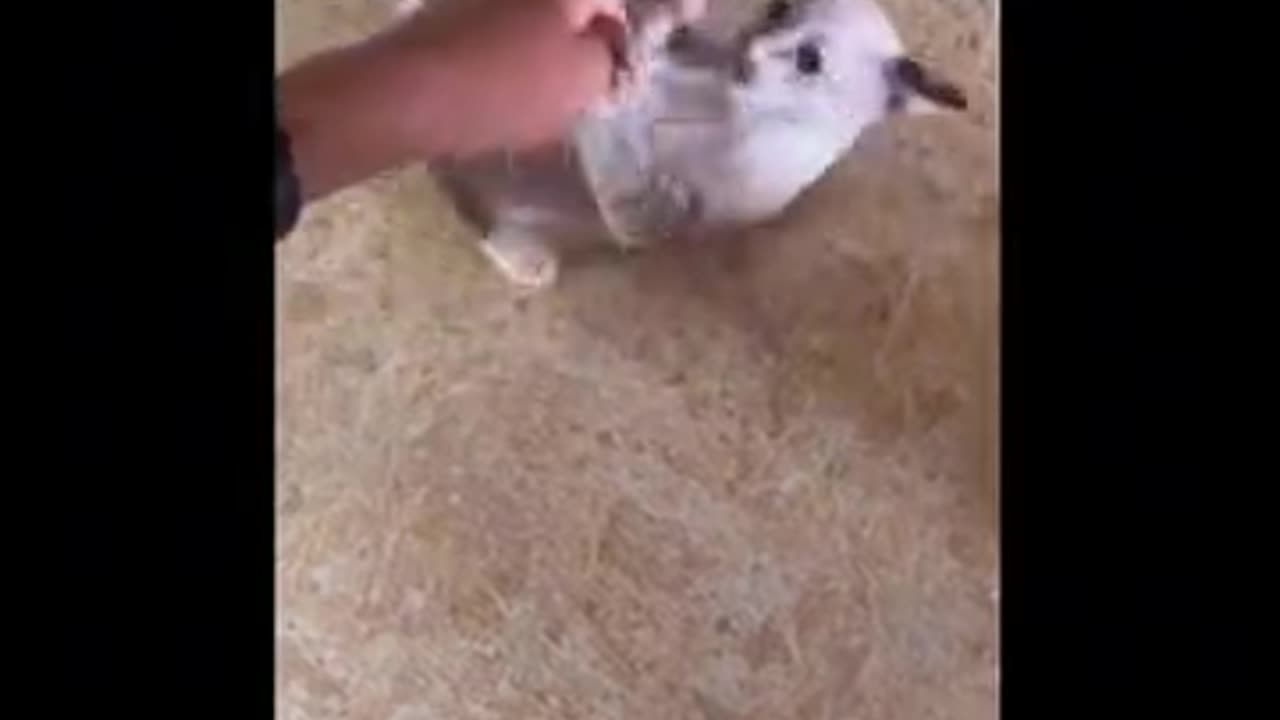 funny pets