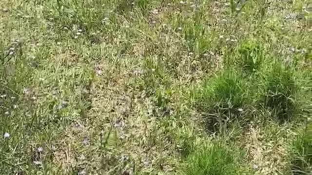 Small purple flowers surrounded by green plants