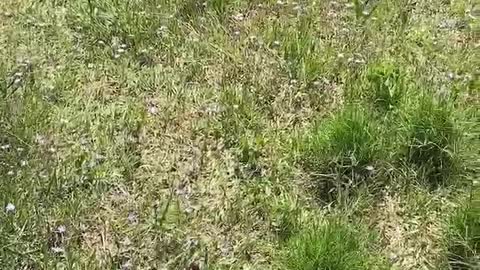 Small purple flowers surrounded by green plants