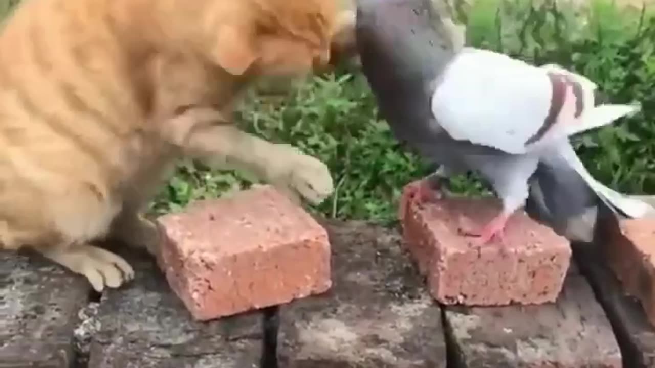 Funny animal video