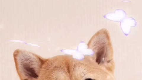 TEST DOGECOIN