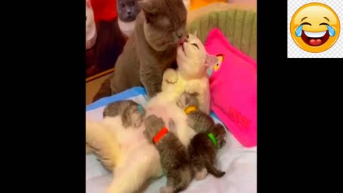 New Funny Animals Video 2024 | Funniest Cats and Dogs Videos | New Funny Video Of Cat And Dogs #395