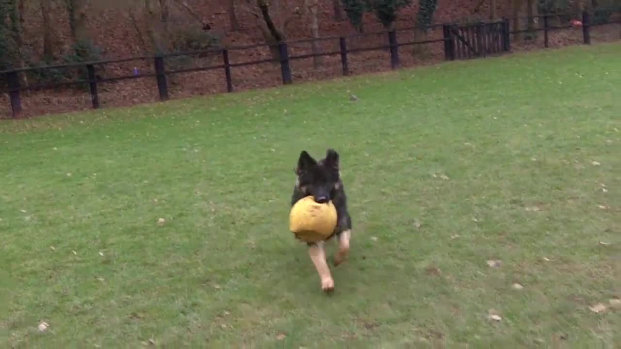 Dog training video