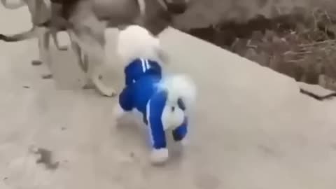 Funny Animal Video 2023🥰🤣 Funniest Cats and Dogs Video🤣🥰