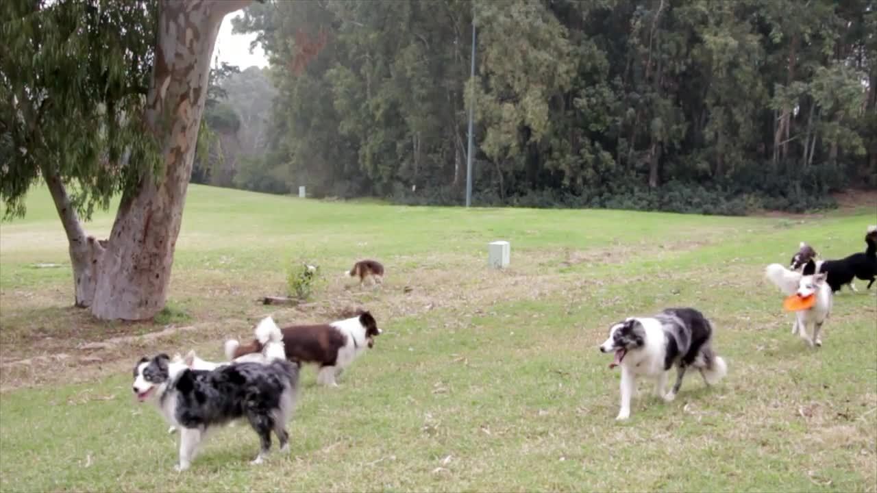 Funny and energetic dogs play sports