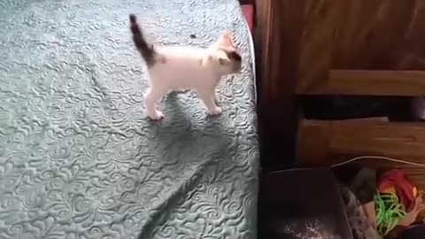 Cute kittens fighting .