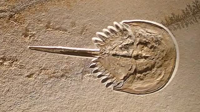 Facts- The Horseshoe Crab_Cut