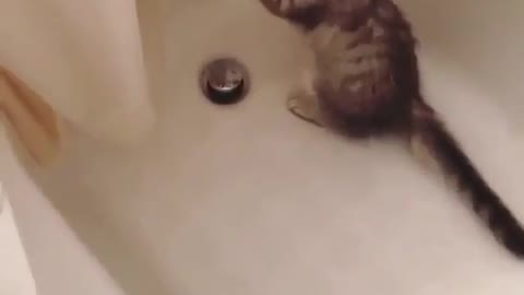 A cat that loves bath