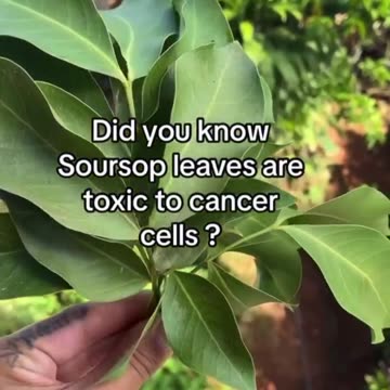 “ The soursop plant produces acetogenins that exhibit cytotoxic activity against bad cells.”