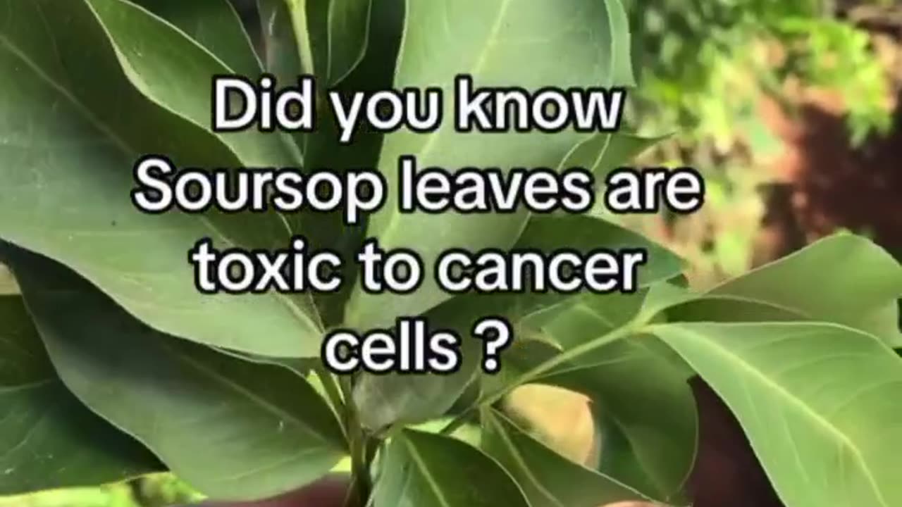 “ The soursop plant produces acetogenins that exhibit cytotoxic activity against bad cells.”