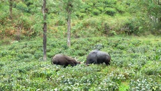 Indian Guar Bison Battle Over Territory