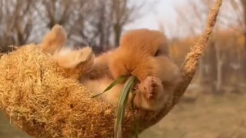 Bunny swinging while eating