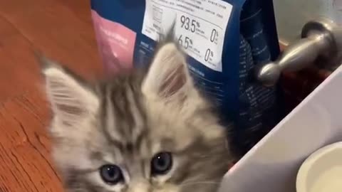 😻Can you🧐feed🍲me 😻