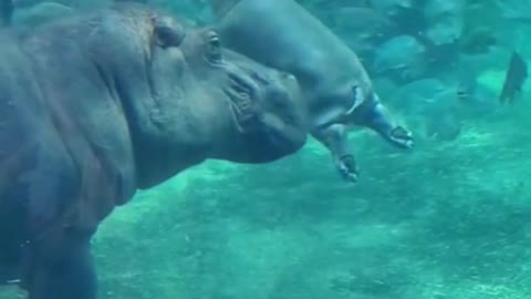 Baby hippo swims in the pond.