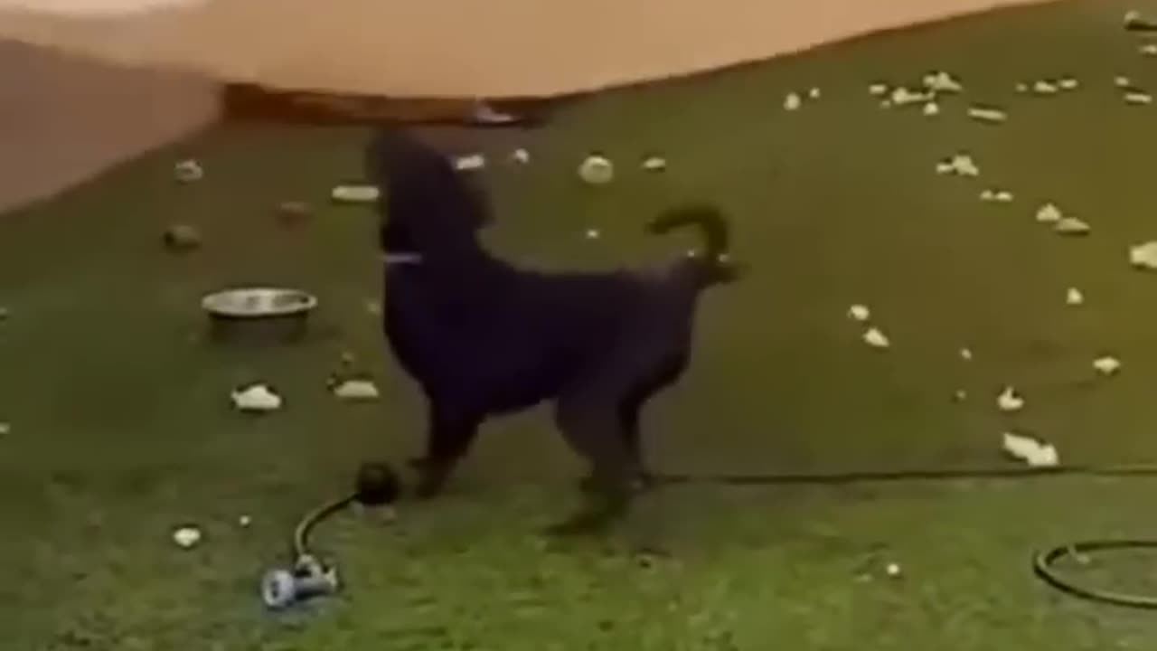 funny animal fight