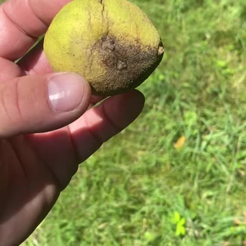 Walnuts Starting To Fall
