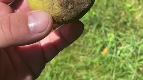 Walnuts Starting To Fall