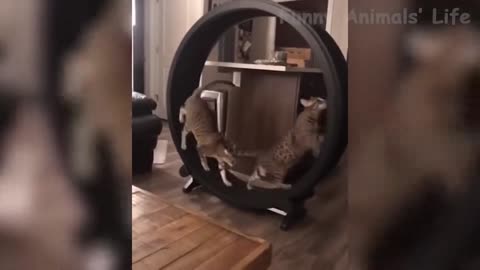 Funny pets🤣🤣🤣
