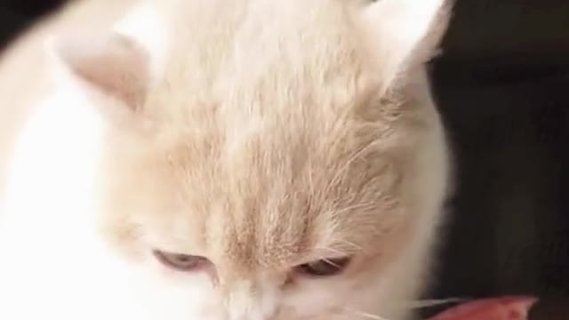 Thank you 🙏 #foryoupag #fyp #animals #petlover #catsoftiktok #cutecat #eating #asmr