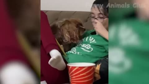 Funniest Animal Videos😂 - Funny Cats😹 and Crazy Dogs🐶 Videos 2023