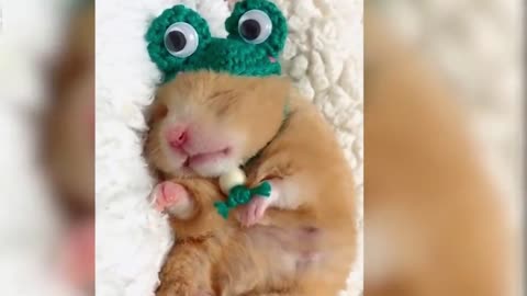 Cutest sleeping bunny ever!