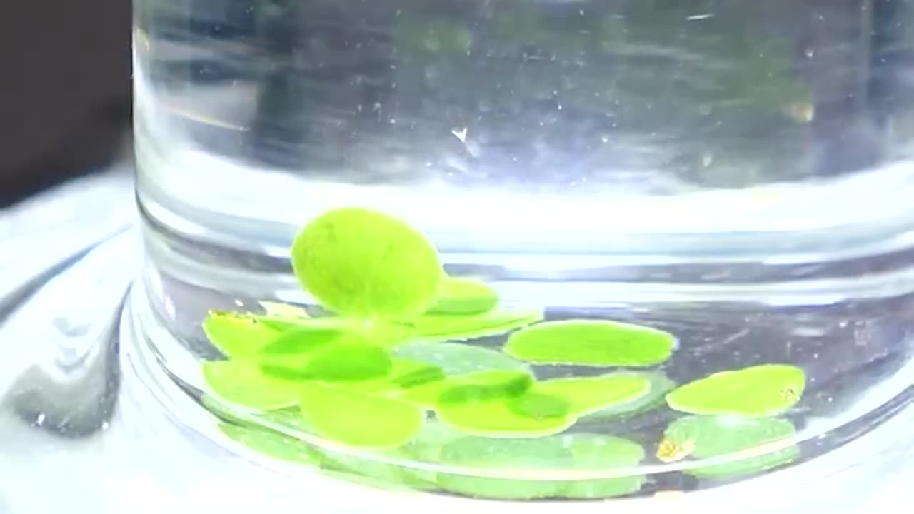 Real-time visuals of the photosynthesis process