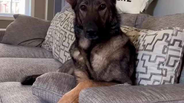 So you think you want a GERMAN SHEPHERD