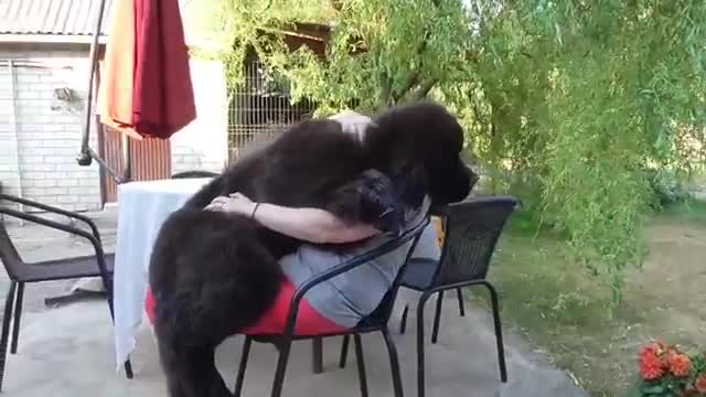 Massive Newfoundland Thinks He's A Tiny Lap Dog it's good dog #dogs