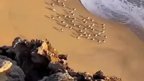 Sparrow on Sea.