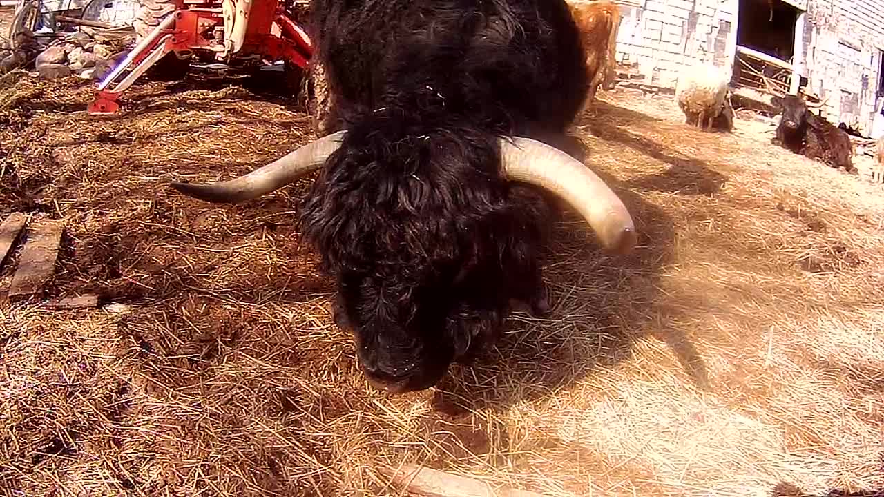 Clever bull uses backhoe to scratch his back