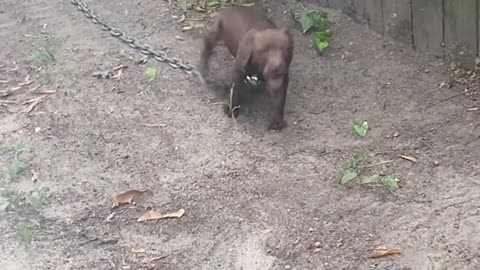 Pretty little red baby puppy