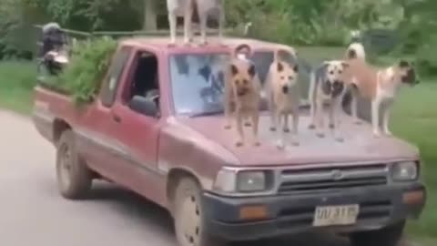 Funny Dog video